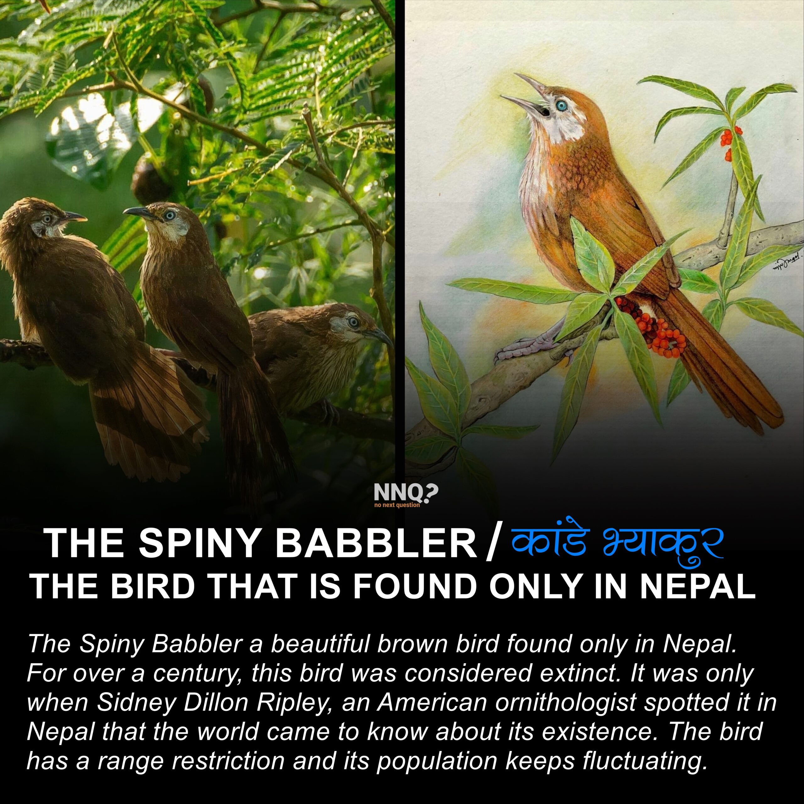 The Spiny Babbler – The Bird That Is Found Only In Nepal