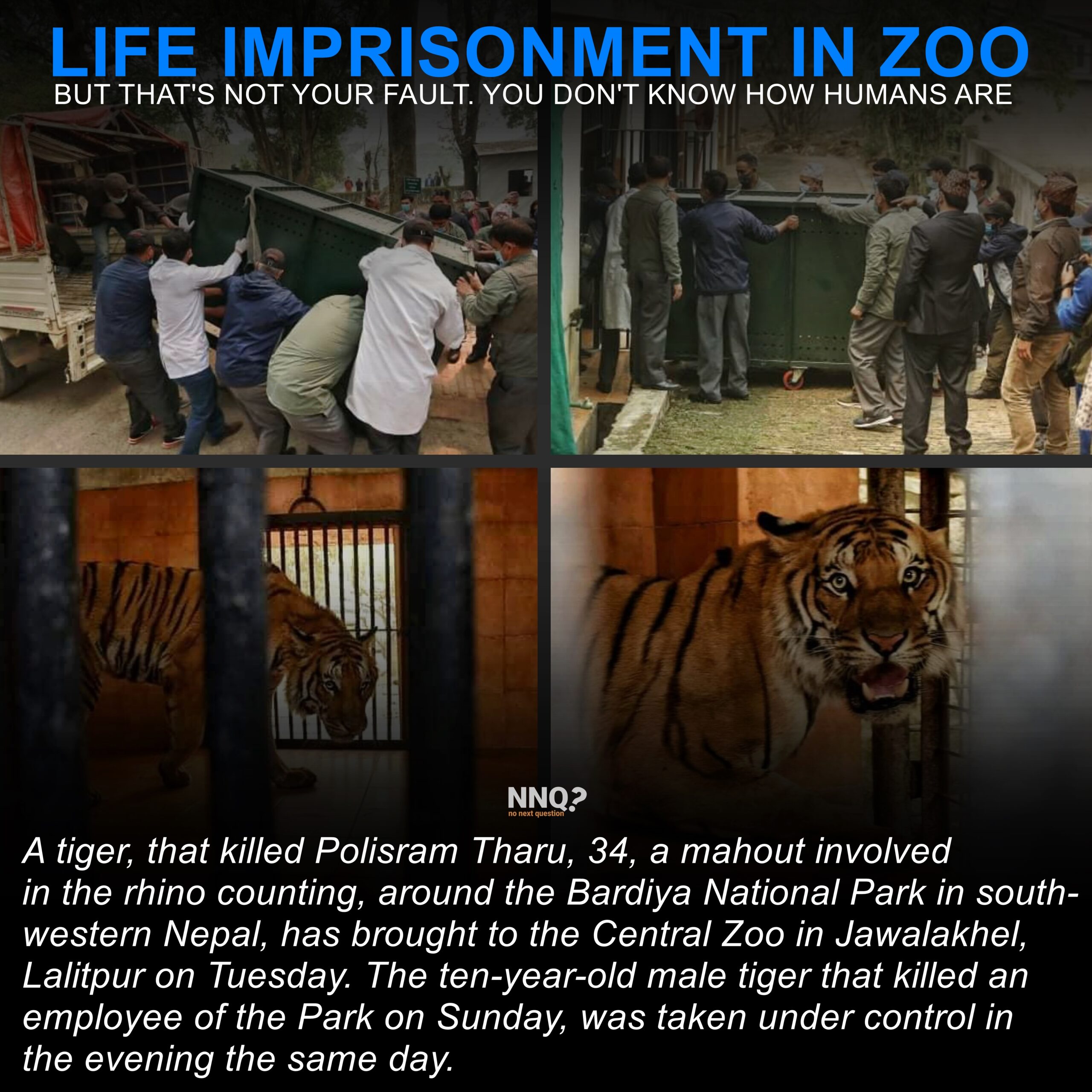 Lifetime Imprisonment in Zoo – Tiger Kills a Man in Nepal