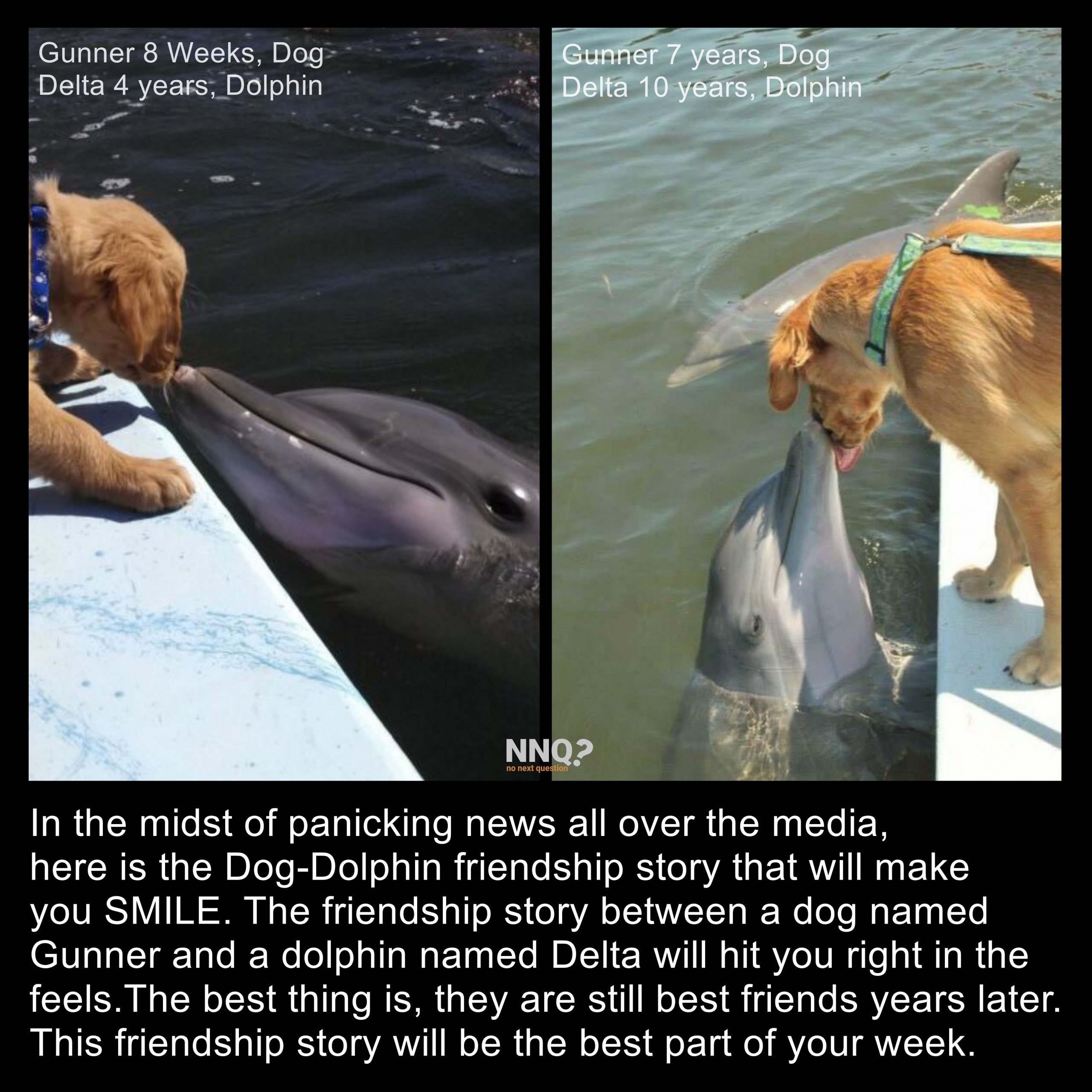 The Dag-Dolphin Friendship