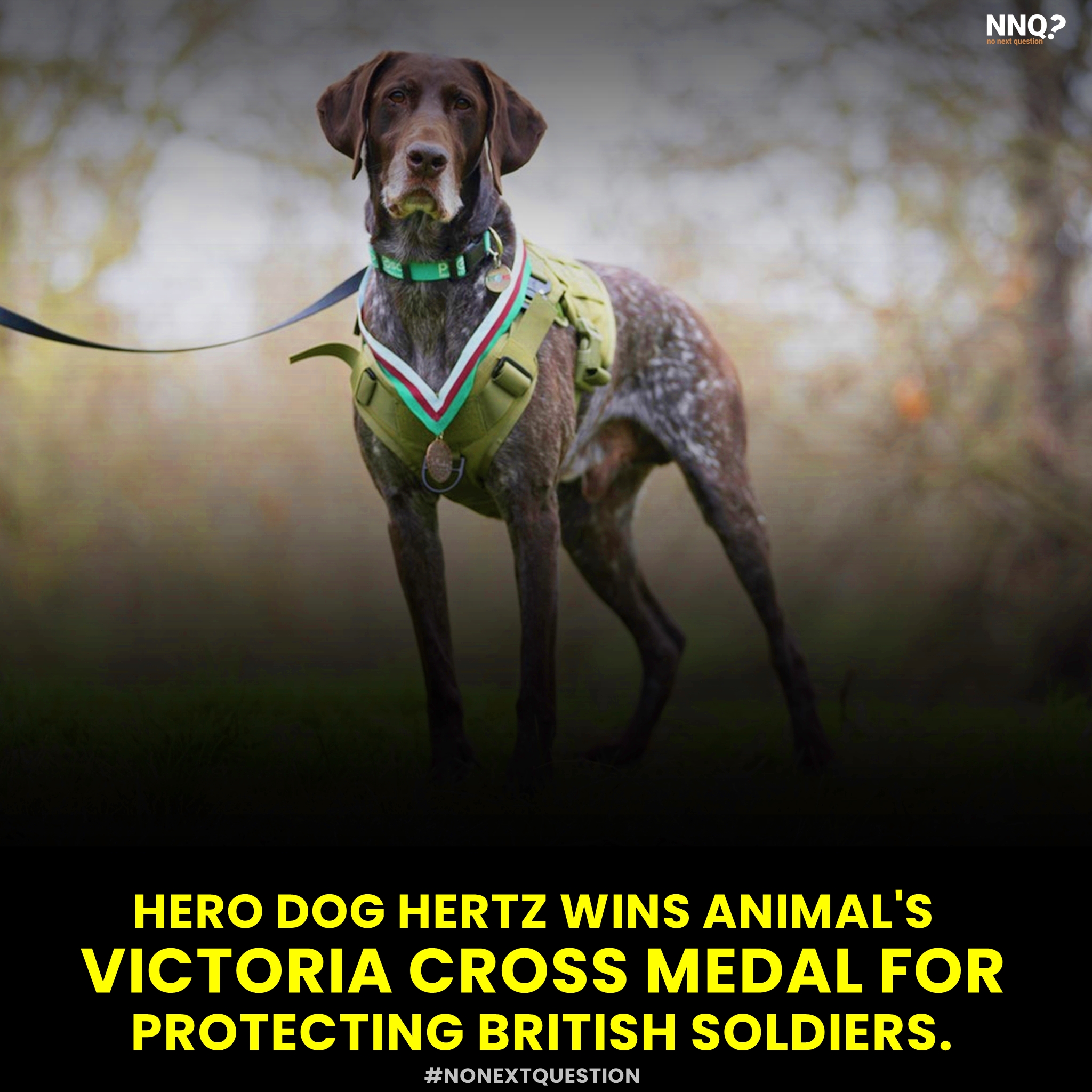 Hero Dog Wins Animal’s Victoria Cross Medal