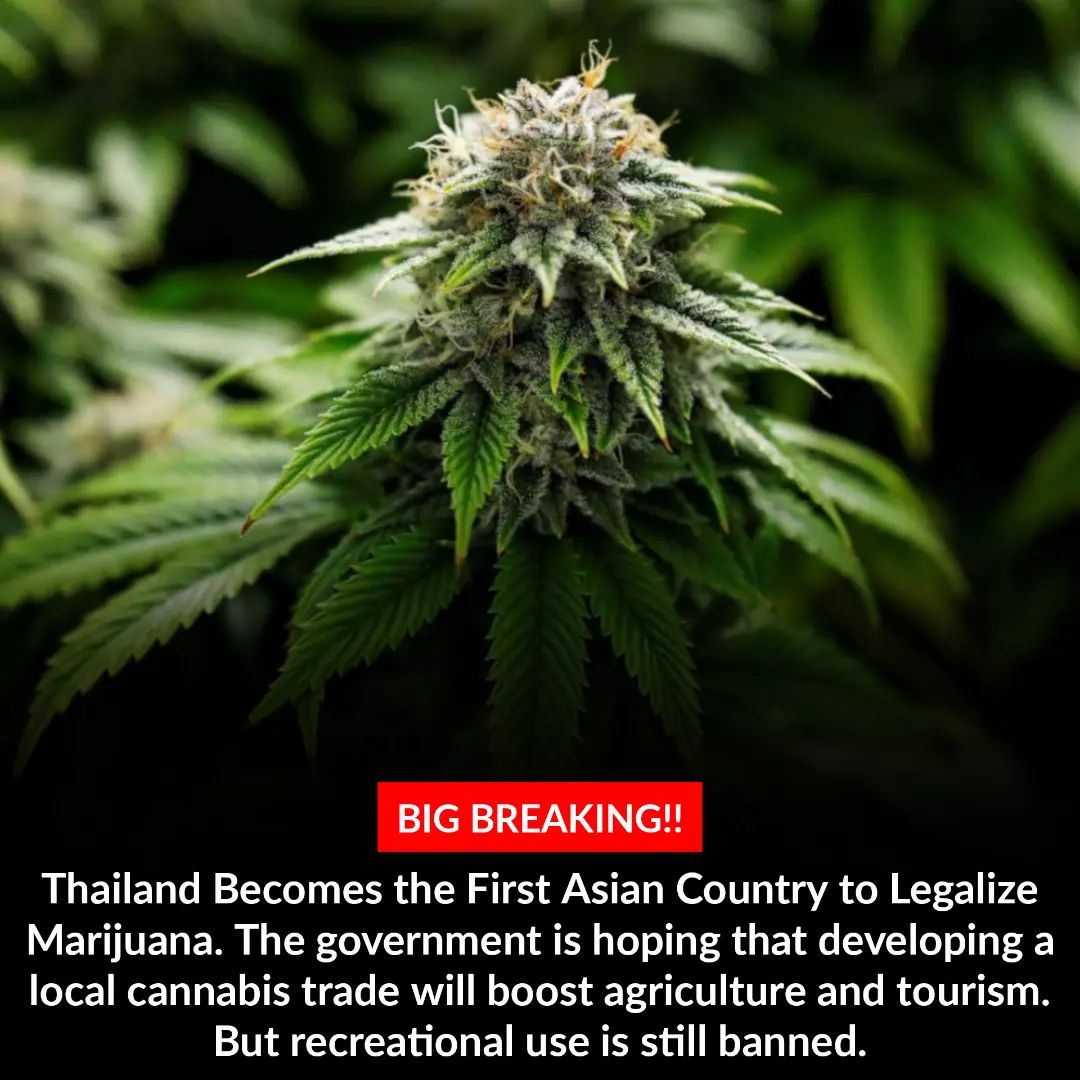 Thailand becomes the first country to legalize marijuana in Asia